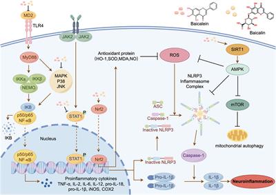 Mitigating neurodegenerative diseases: the protective influence of baicalin and baicalein through neuroinflammation regulation